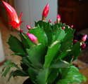 holiday cacti